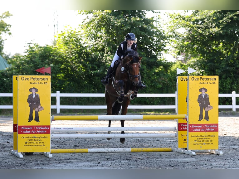 Holsteiner Stute 5 Jahre 168 cm Brauner in BokseeSchönhorst
