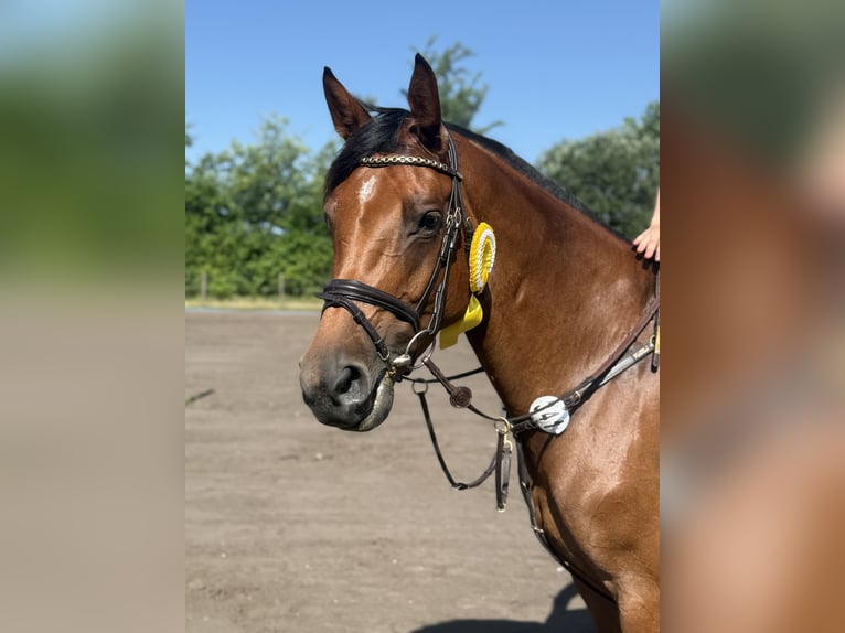 Holsteiner Stute 5 Jahre 168 cm Brauner in BokseeSchönhorst