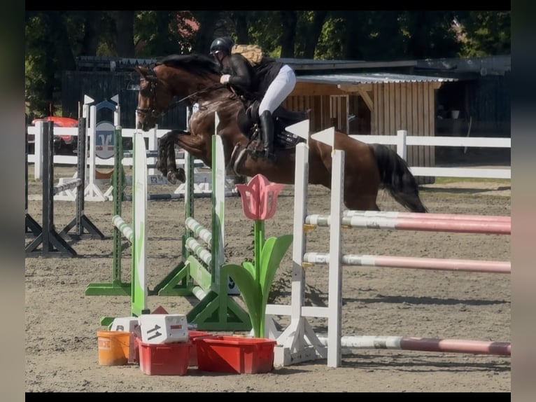 Holsteiner Stute 5 Jahre 168 cm Brauner in BokseeSchönhorst