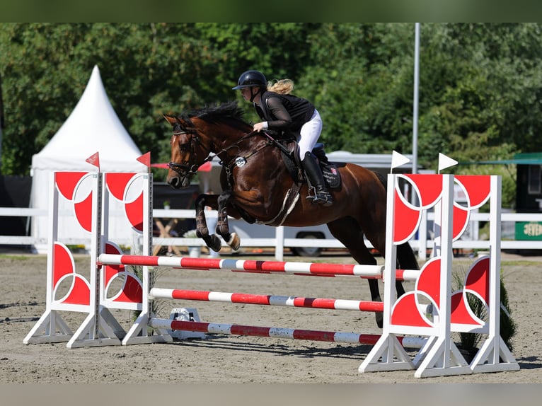 Holsteiner Stute 5 Jahre 168 cm Brauner in BokseeSchönhorst