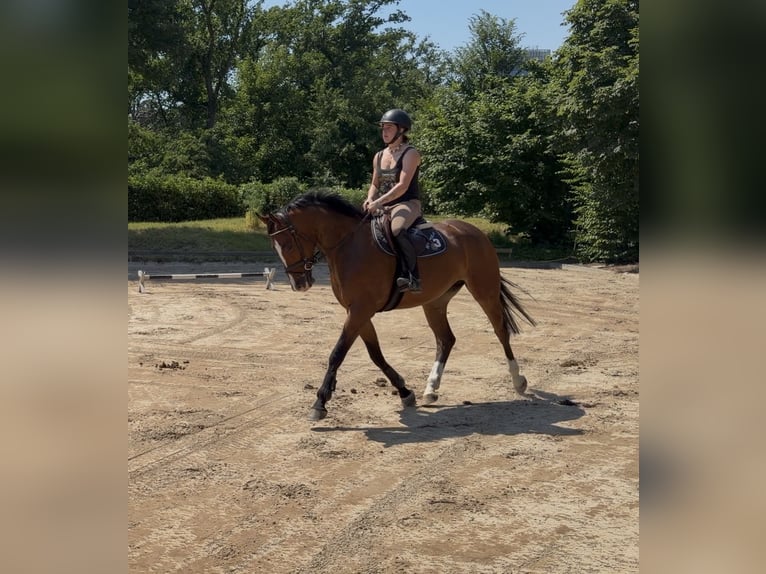 Holsteiner Stute 5 Jahre 168 cm Brauner in Frankfurt am Main