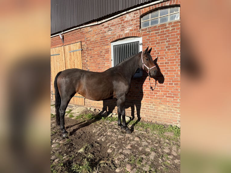 Holsteiner Stute 5 Jahre 168 cm Dunkelbrauner in Kiel
