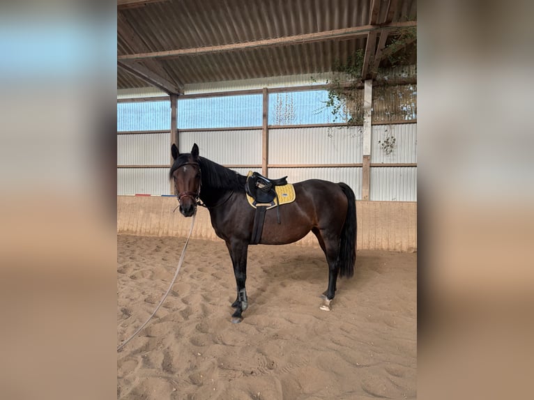 Holsteiner Stute 5 Jahre 168 cm Dunkelbrauner in Kiel
