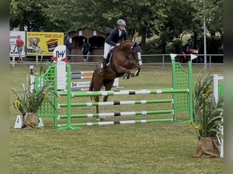 Holsteiner Stute 5 Jahre 168 cm Fuchs in Staven