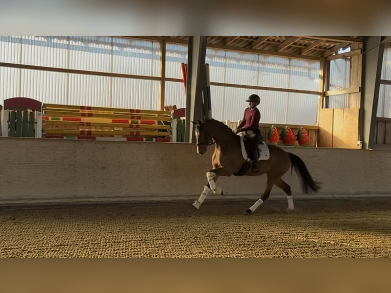 Holsteiner Stute 5 Jahre 168 cm Hellbrauner in Rosenheim