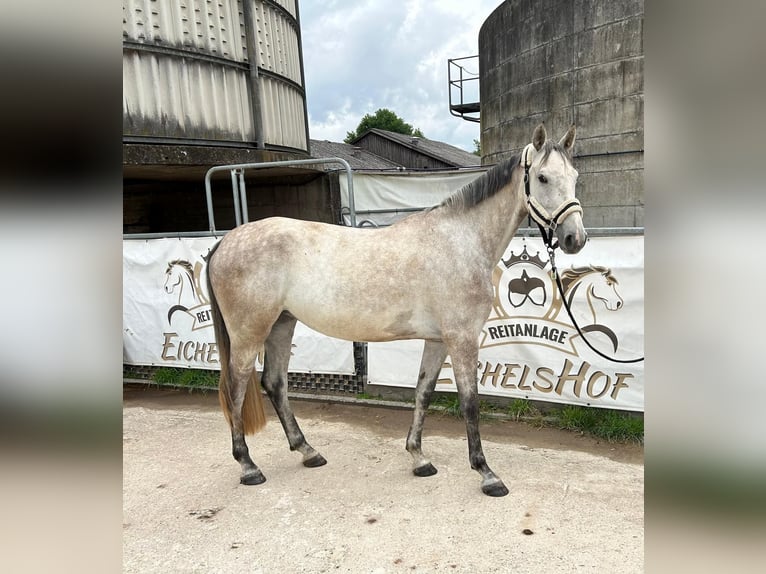 Holsteiner Stute 5 Jahre 168 cm Schimmel in Bad König