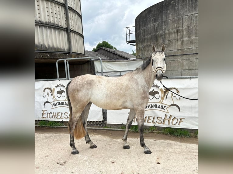 Holsteiner Stute 5 Jahre 168 cm Schimmel in Bad König