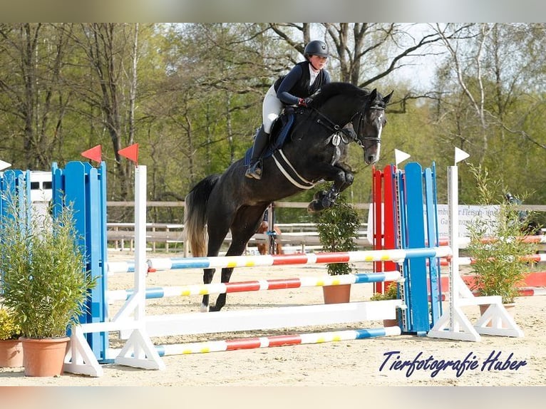 Holsteiner Stute 5 Jahre 168 cm Schimmel in Schulendorf