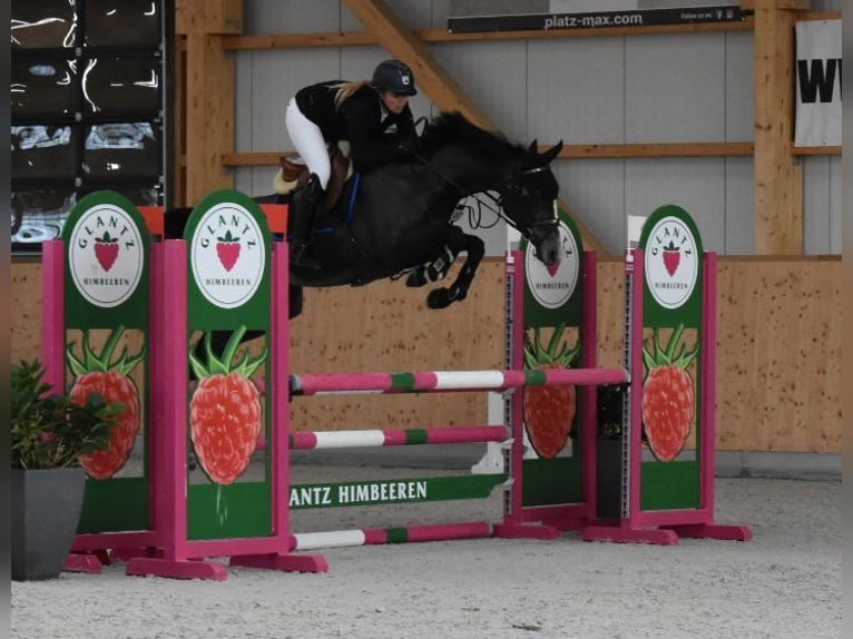 Holsteiner Stute 5 Jahre 168 cm Schimmel in Schulendorf