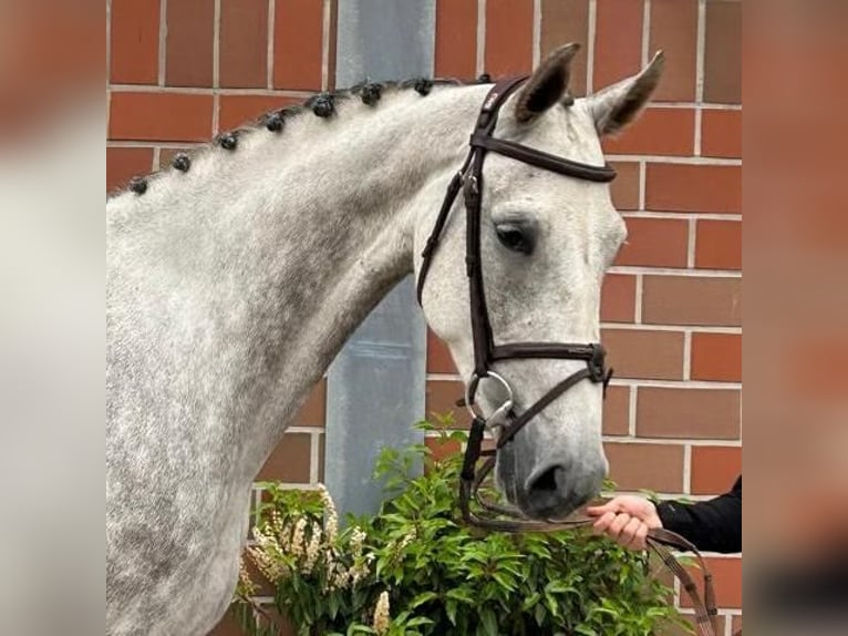 Holsteiner Stute 5 Jahre 168 cm Schimmel in Vechta