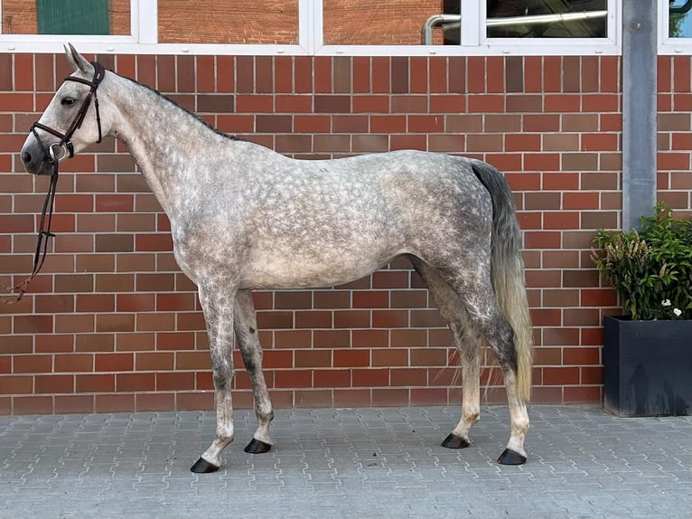 Holsteiner Stute 5 Jahre 168 cm Schimmel in Vechta