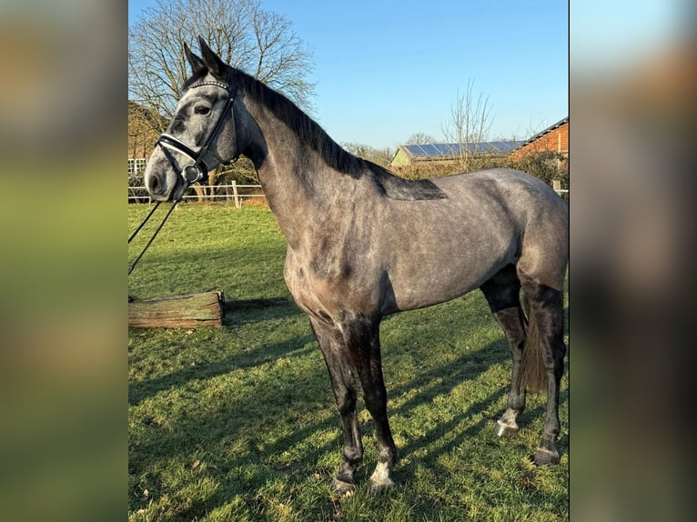 Holsteiner Stute 5 Jahre 169 cm Apfelschimmel in Tangstedt