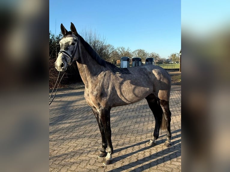 Holsteiner Stute 5 Jahre 169 cm Apfelschimmel in Tangstedt