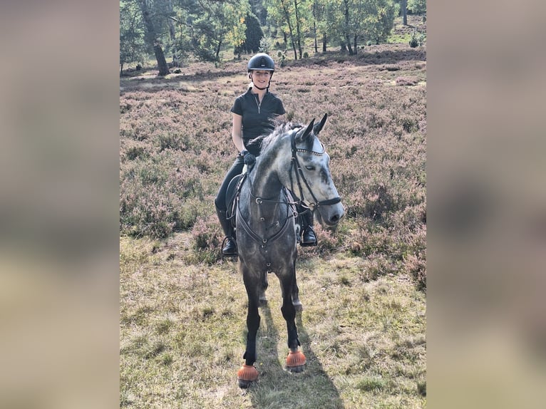Holsteiner Stute 5 Jahre 169 cm Apfelschimmel in Tangstedt