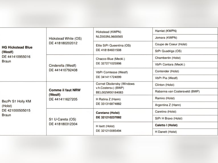 Holsteiner Stute 5 Jahre 169 cm Brauner in Bodenrode-Westhausen
