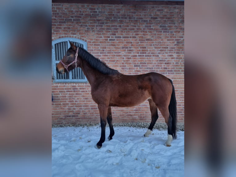 Holsteiner Stute 5 Jahre 169 cm Brauner in Bodenrode-Westhausen