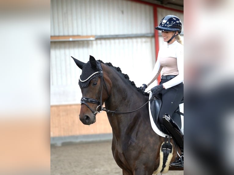 Holsteiner Stute 5 Jahre 169 cm Schwarzbrauner in Hohenfelde