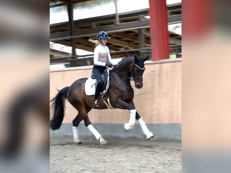 Holsteiner Stute 5 Jahre 169 cm Schwarzbrauner in Hohenfelde