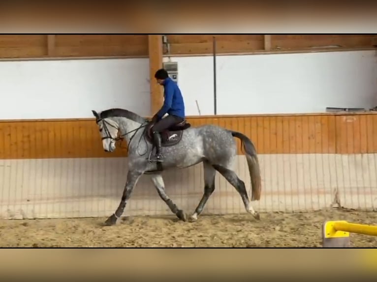 Holsteiner Stute 5 Jahre 170 cm Apfelschimmel in M&#xF3;r