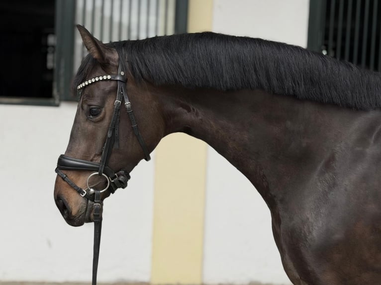 Holsteiner Stute 5 Jahre 170 cm Brauner in Rottenburg an der Laaber