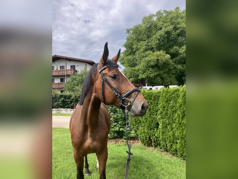 Holsteiner Stute 5 Jahre 170 cm Brauner in Petting