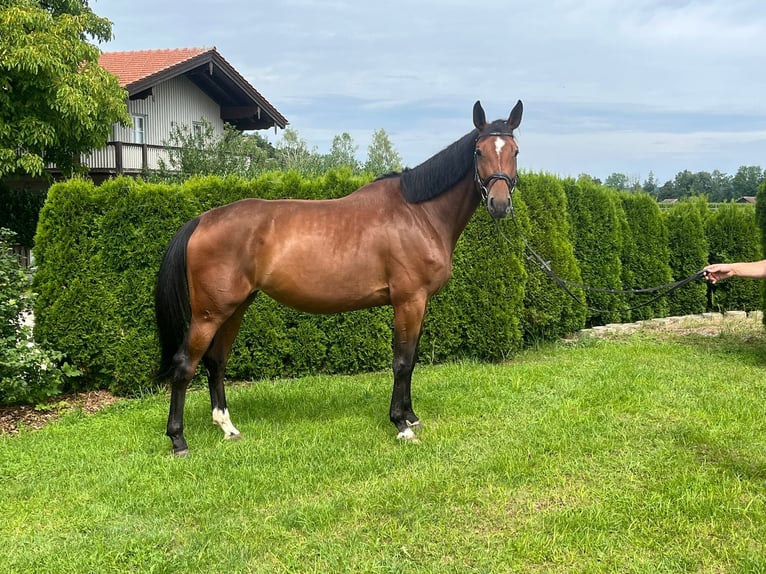 Holsteiner Stute 5 Jahre 170 cm Brauner in Petting