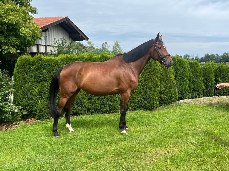 Holsteiner Stute 5 Jahre 170 cm Brauner in Petting