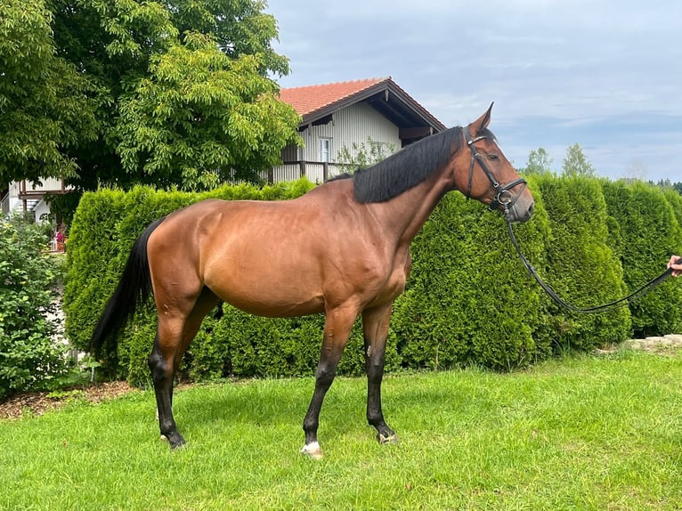 Holsteiner Stute 5 Jahre 170 cm Brauner in Petting