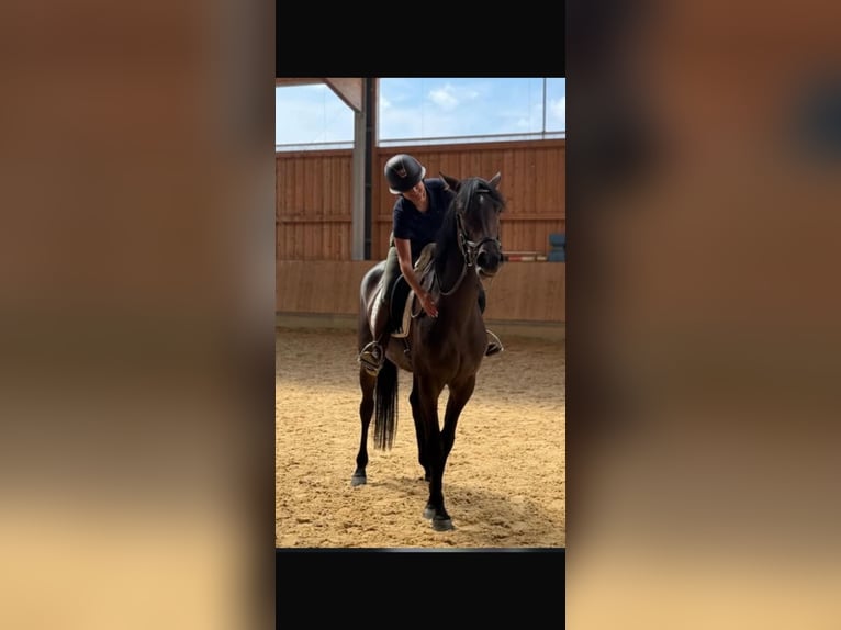 Holsteiner Stute 5 Jahre 170 cm Brauner in Jenge