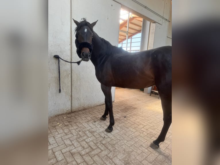 Holsteiner Stute 5 Jahre 170 cm Brauner in Jenge