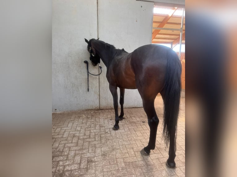 Holsteiner Stute 5 Jahre 170 cm Brauner in Jenge
