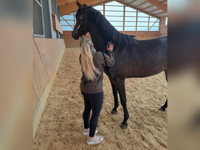 Holsteiner Stute 5 Jahre 170 cm Brauner in Jenge