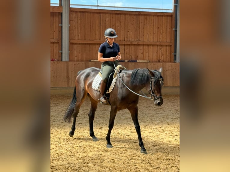 Holsteiner Stute 5 Jahre 170 cm Brauner in Jenge
