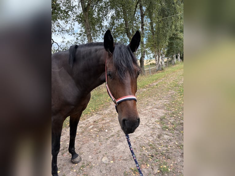 Holsteiner Stute 5 Jahre 170 cm Dunkelbrauner in Kiel