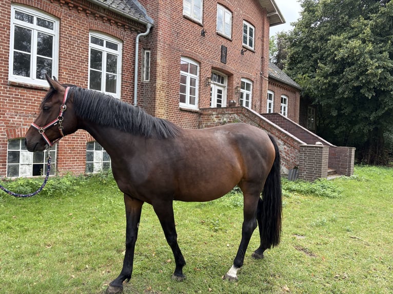Holsteiner Stute 5 Jahre 170 cm Dunkelbrauner in Kiel