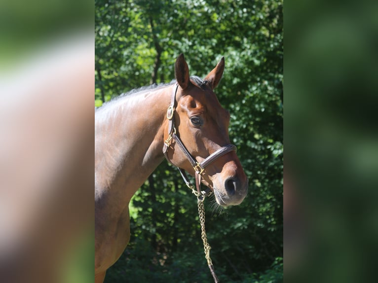 Holsteiner Stute 5 Jahre 170 cm Dunkelbrauner in Erharting