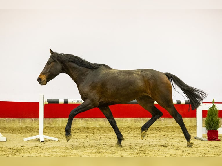 Holsteiner Stute 5 Jahre 170 cm Dunkelbrauner in Waddinxveen