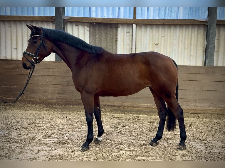 Holsteiner Stute 5 Jahre 170 cm Dunkelbrauner in Hoya
