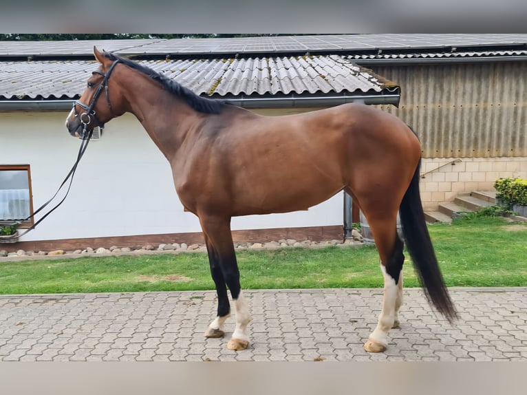 Holsteiner Stute 5 Jahre 170 cm in Lebach