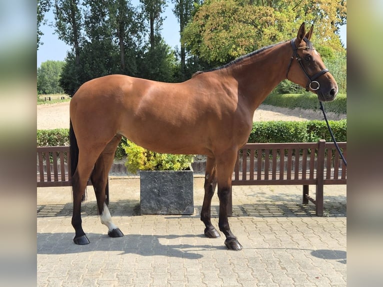 Holsteiner Stute 5 Jahre 171 cm Brauner in Willich