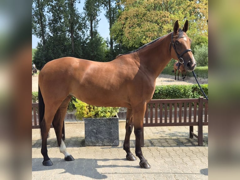 Holsteiner Stute 5 Jahre 171 cm Brauner in Willich