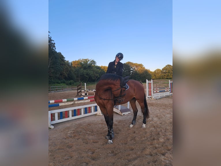 Holsteiner Stute 5 Jahre 172 cm Brauner in Rodenbek