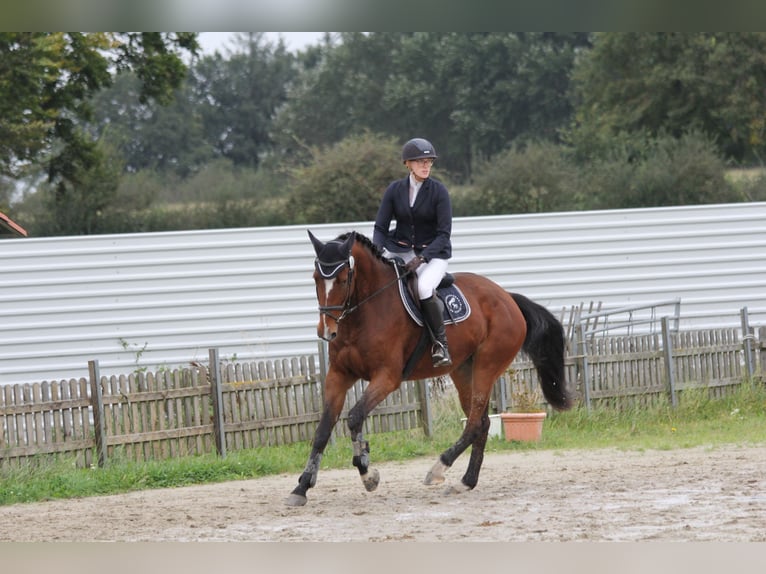 Holsteiner Stute 5 Jahre 172 cm Brauner in Rodenbek