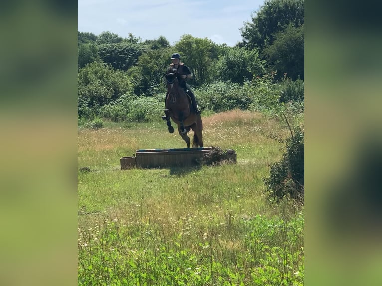 Holsteiner Stute 5 Jahre 172 cm Brauner in Rodenbek