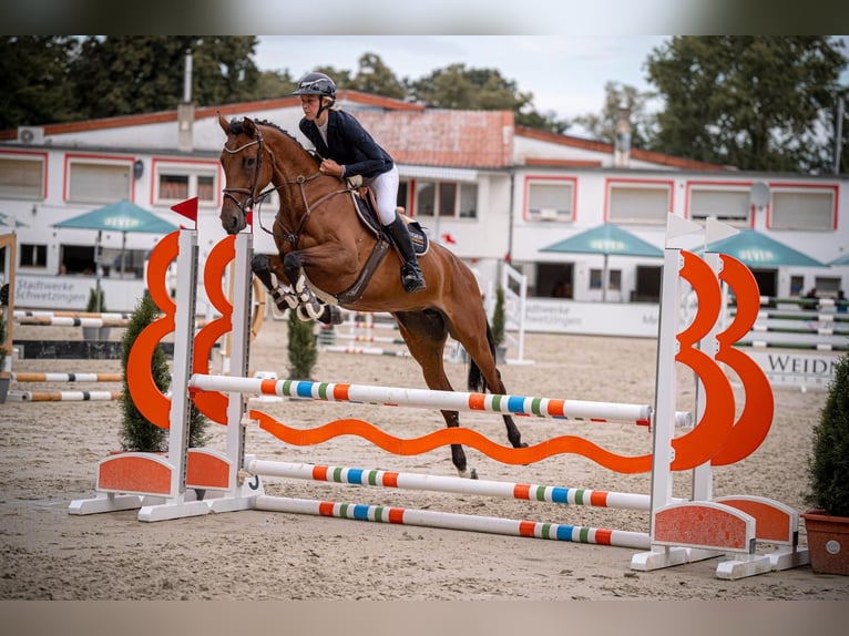 Holsteiner Stute 5 Jahre 172 cm Brauner in Mannheim