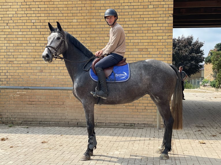 Holsteiner Stute 5 Jahre 172 cm Kann Schimmel werden in Bad Schmiedeberg