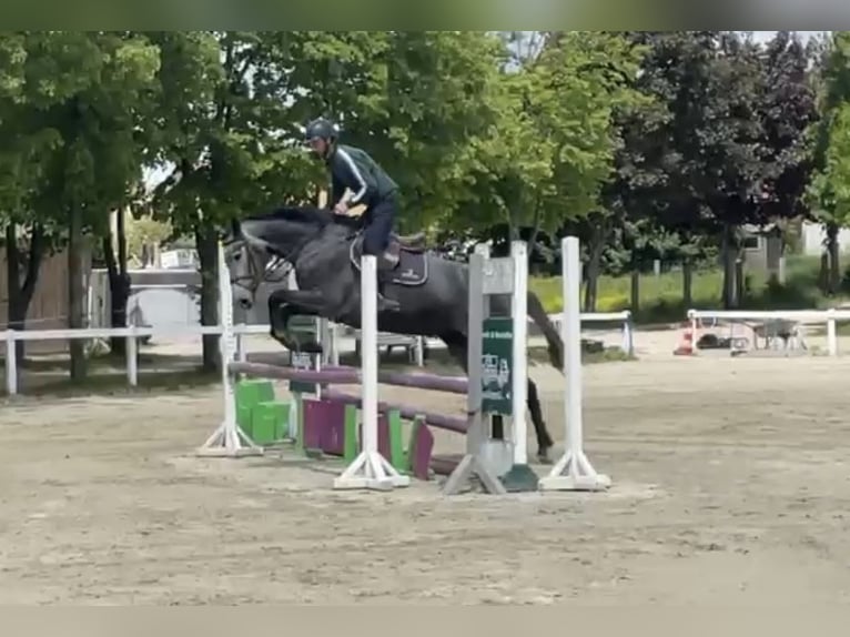 Holsteiner Stute 5 Jahre 172 cm Kann Schimmel werden in Bad Schmiedeberg