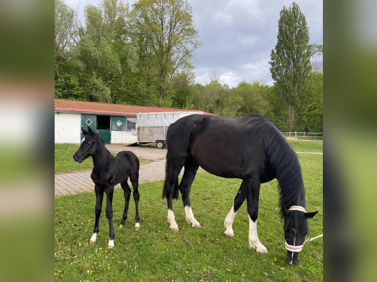 Holsteiner Stute 5 Jahre 172 cm Rappe in Wonfurt