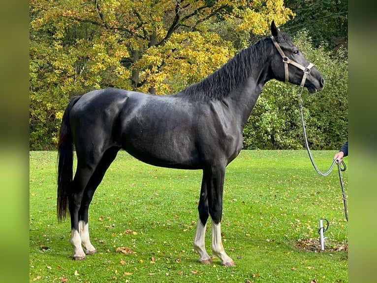 Holsteiner Stute 5 Jahre 172 cm Rappe in Wonfurt