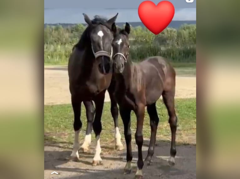 Holsteiner Stute 5 Jahre 172 cm Rappe in Wonfurt